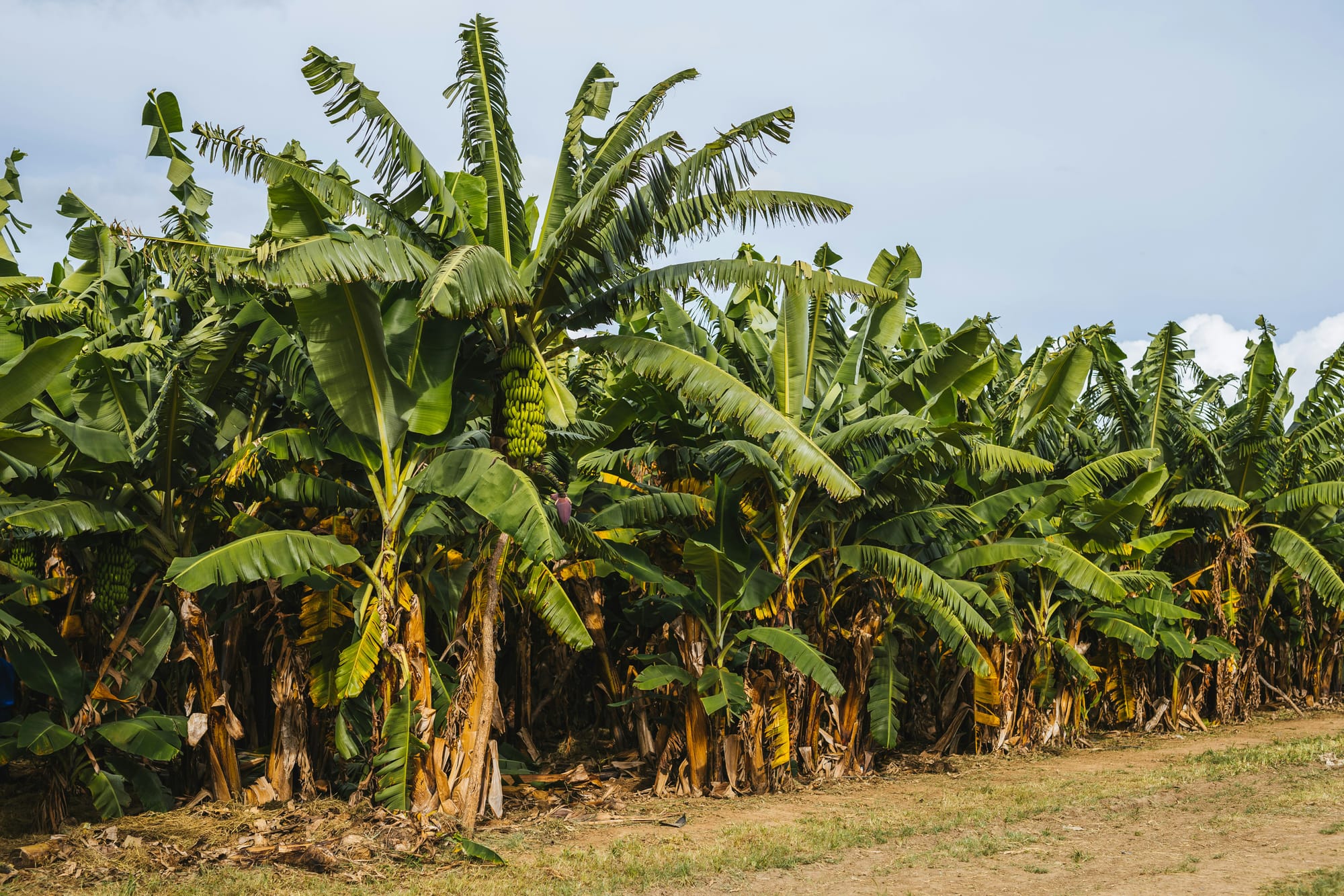 Banana Farm